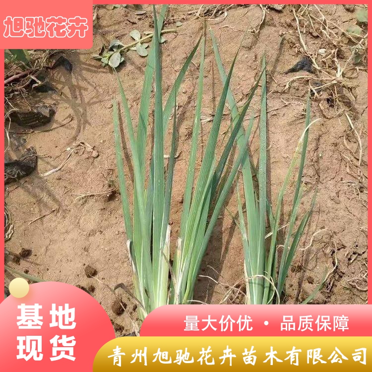 马兰马兰花报价旭驰马兰花幼苗马兰花批发基地