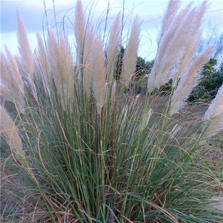 出售狼尾草四川金红羽狼尾草基地直供观赏草基地