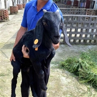 黑山羊养殖场地的选择和建设要求