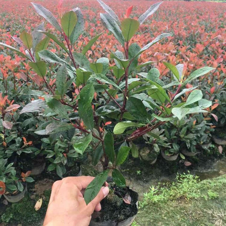 德州 红叶石楠杯苗 红叶石楠培育基地 5-7月开花 9-10月结果