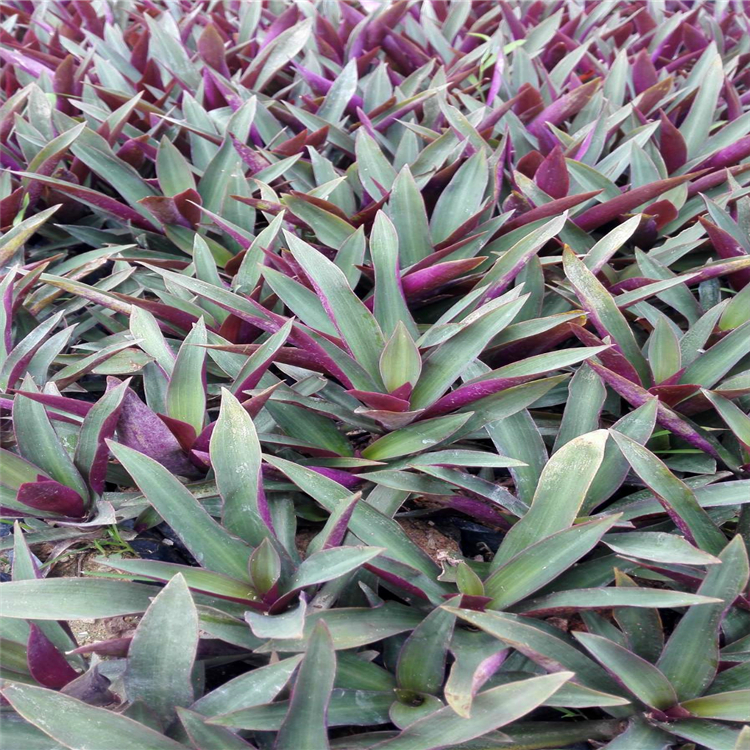 盆栽小蚌兰 湖北小蚌兰袋苗 耐晒耐旱小蚌兰