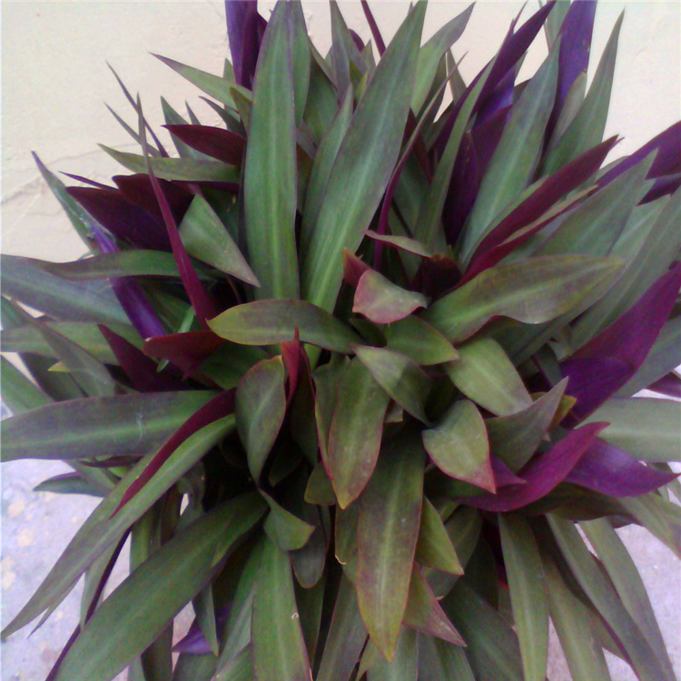 观叶植物小蚌兰 福建小蚌兰小苗 庭院园林景观灌木