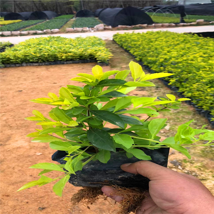 出售黄金叶苗河北黄金叶袋苗产地直供欢迎咨询