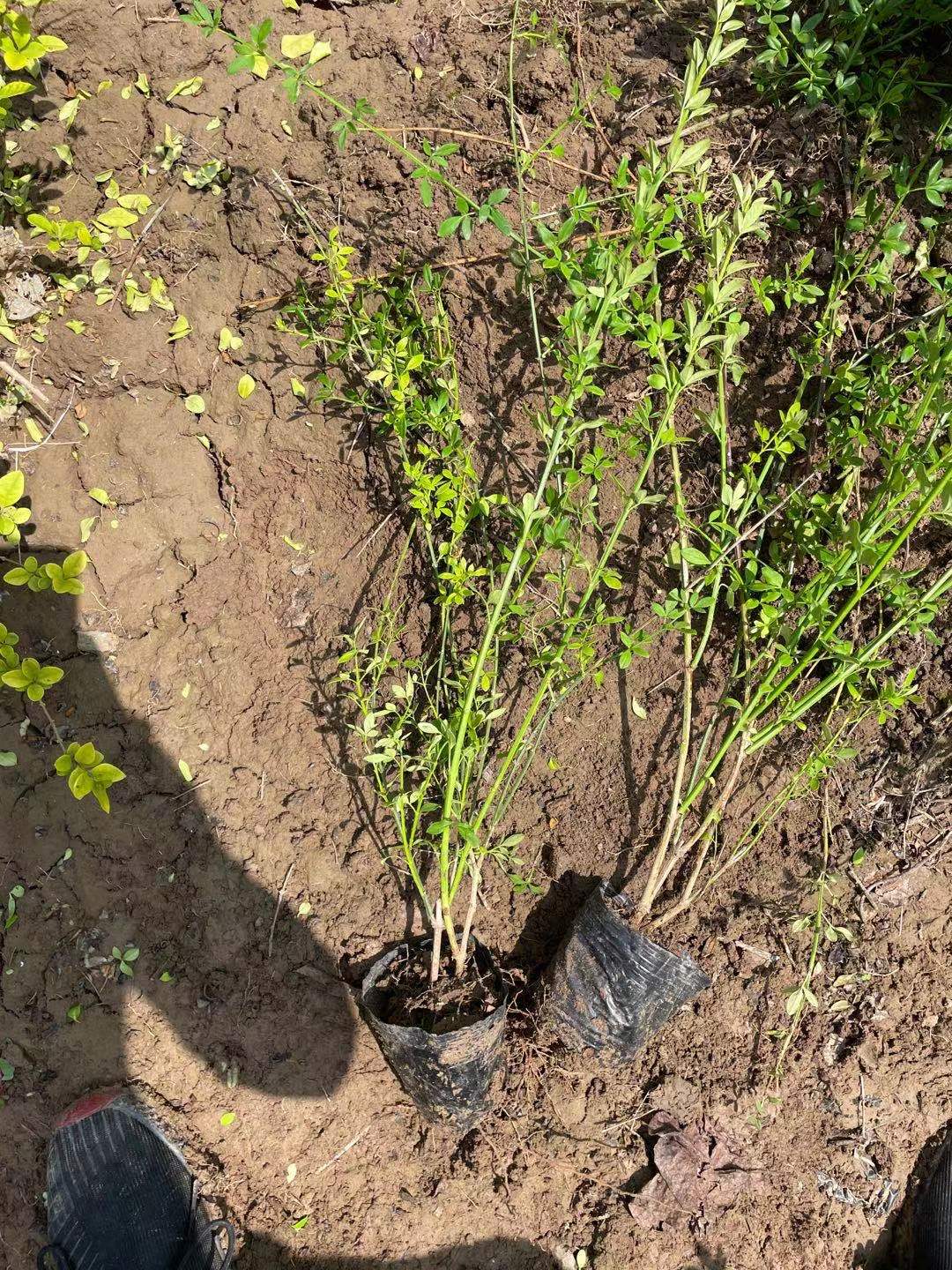 迎春花小苗批发 迎春花袋苗价格 河南鄢陵基地 绿化苗木