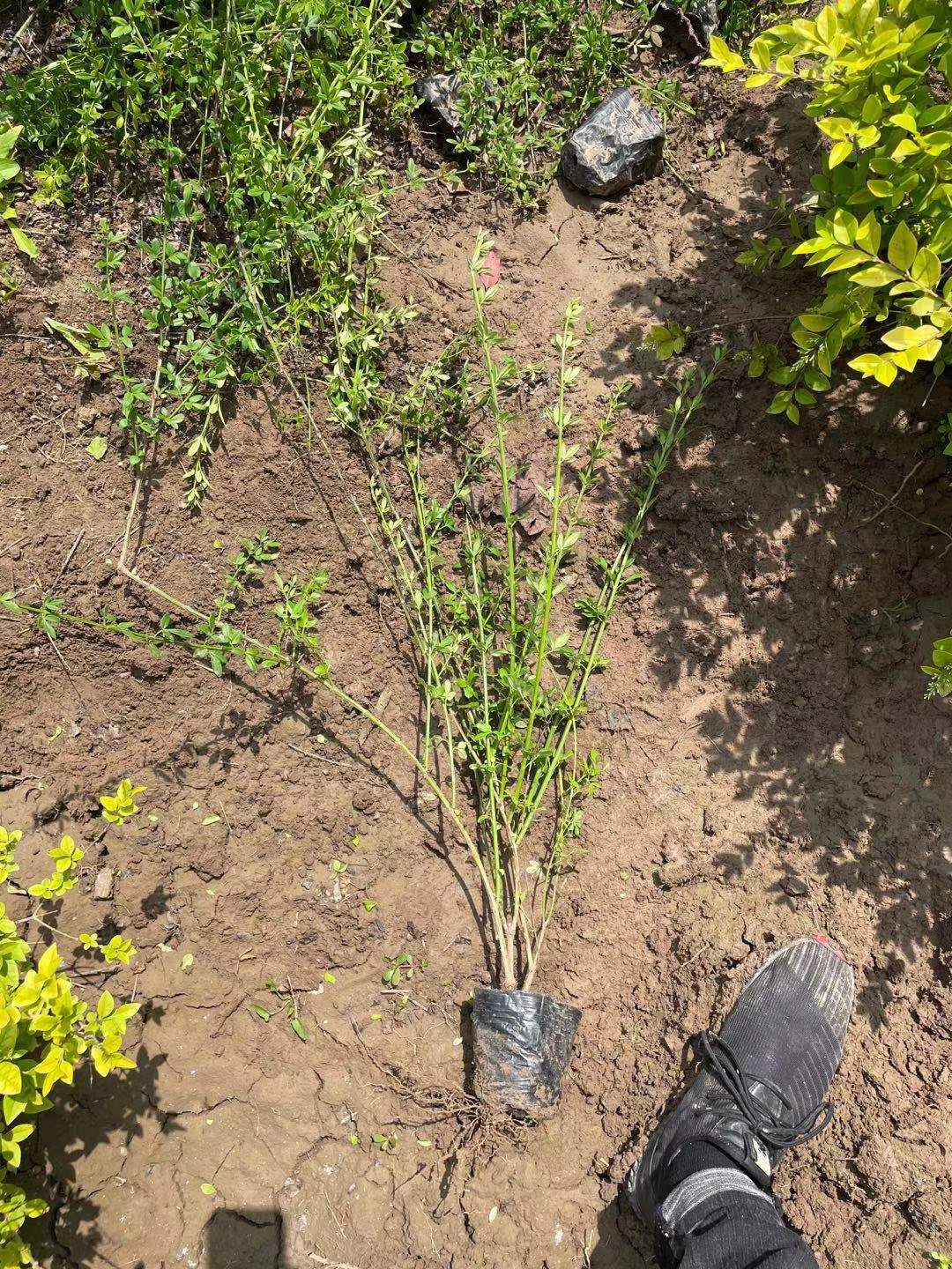 迎春花小苗批发 迎春花袋苗价格 河南鄢陵基地 绿化苗木