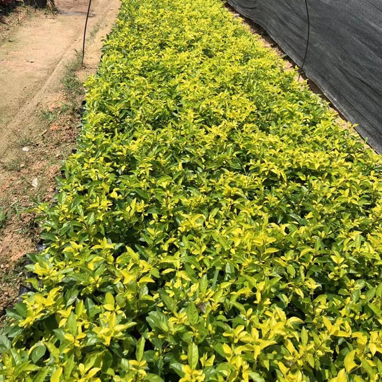 福建黄金叶袋苗 地被苗批发销售 黄芯梅小苗基地直供 黄金叶批发