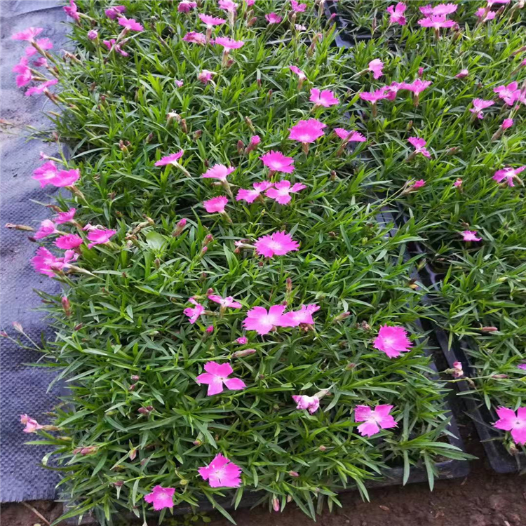 潍坊 山东欧石竹苗 欧石竹厂家供应 产品咨询