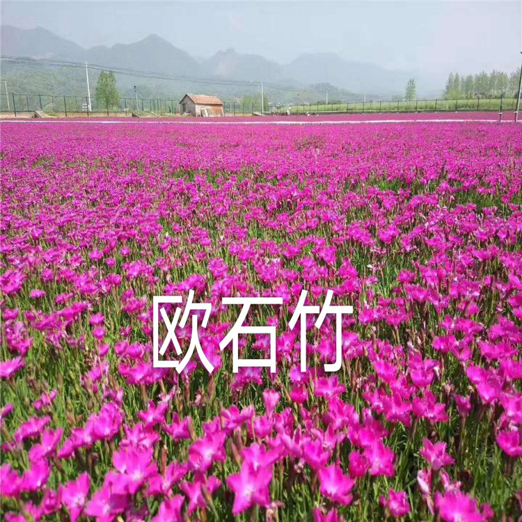 厂家花卉推荐 欧石竹种植基地 欧石竹裸根苗 产品咨询