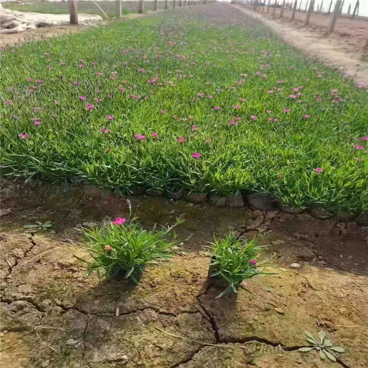 好苗接受预定 欧石竹种植基地 产地出售石竹苗 产品咨询