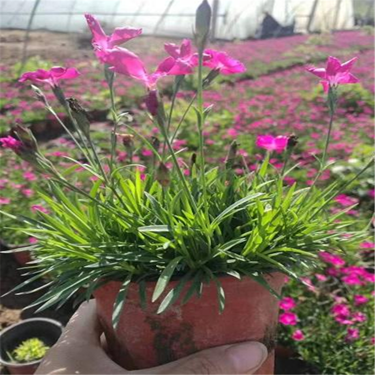 园林绿化草花 绿化欧石竹 欧石竹基地 产品咨询