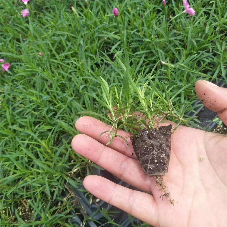 天津 欧石竹种苗 欧石竹好货源 产品咨询