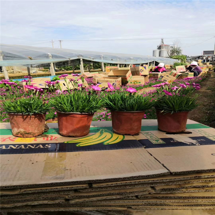 工程草花 欧石竹工程苗 欧石竹厂家供应 诚信企业推荐