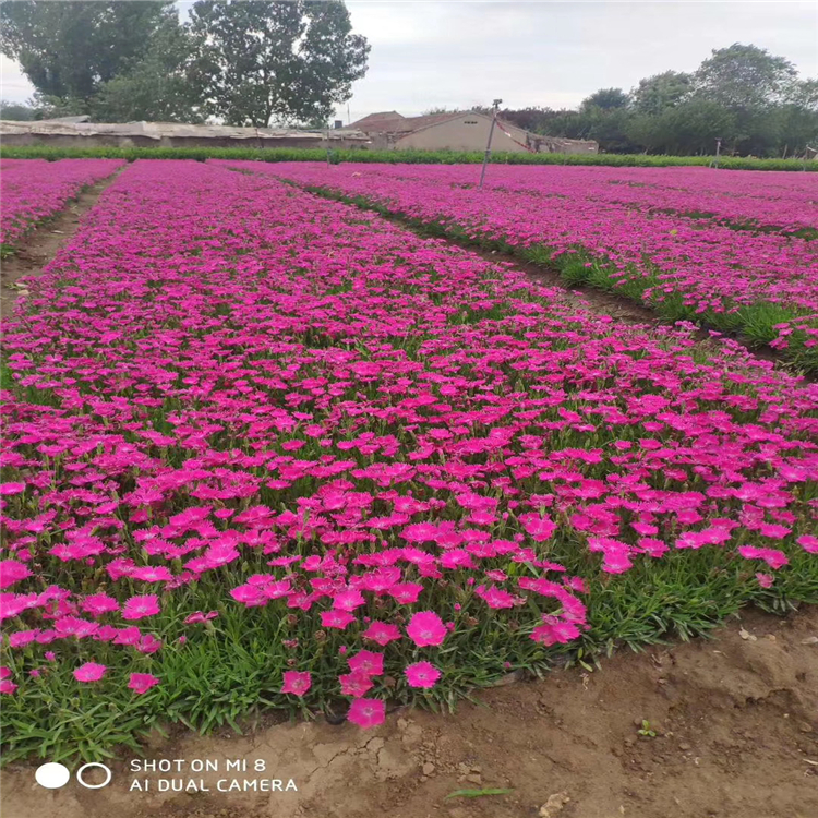 厂家花卉推荐 欧石竹苗 欧石竹地栽苗 发货周期快
