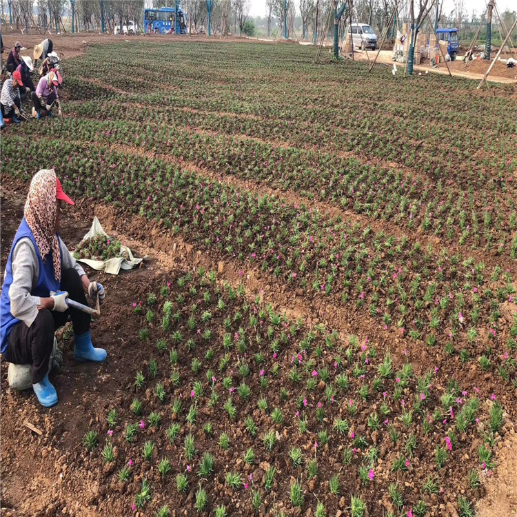 潍坊 青州欧石竹 批发欧石竹苗 花期300天