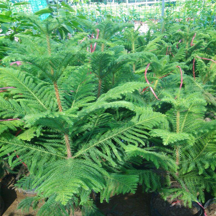 绿化树南洋杉甘肃塔形南洋杉园林绿化苗木南洋杉