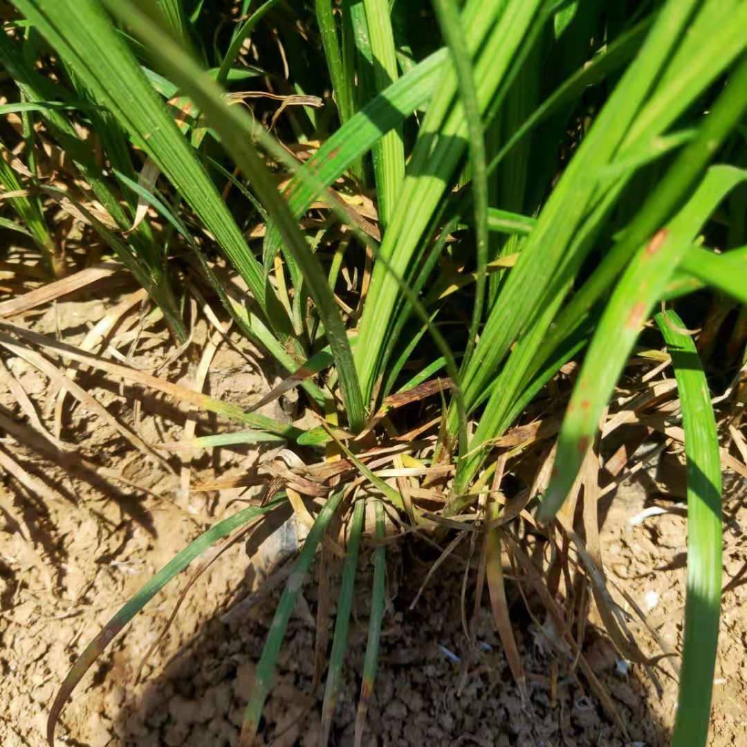 公园绿化麦冬 细叶麦冬草 基地批发麦门冬