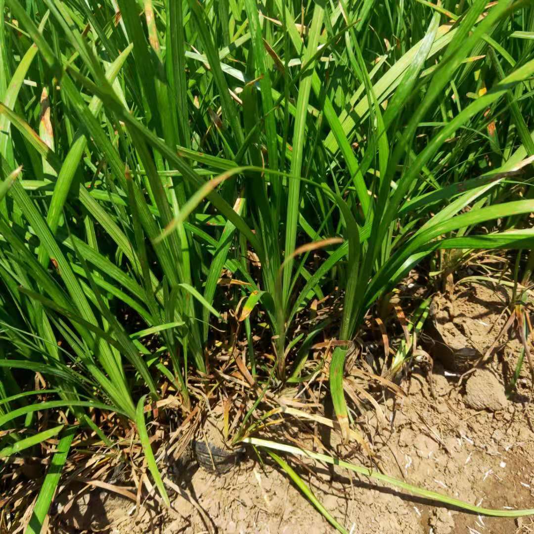 绿化麦冬草基地供应麦冬苗根系发达易成活