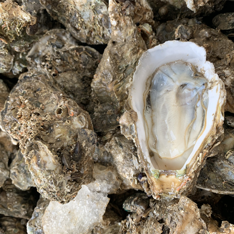 湛江生蚝批发牡蛎海蛎子批发 带壳小小蚝烧烤海鲜食材
