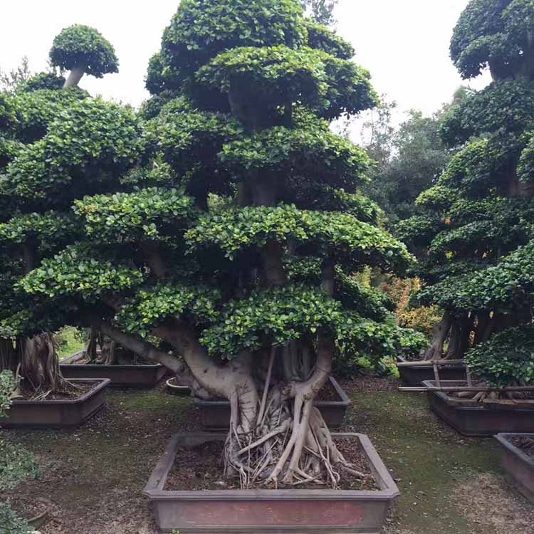 基地供应金钱榕桩景造型榕树桩小叶榕树桩头基地直供