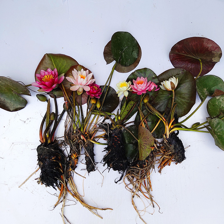 出售睡莲旭驰睡莲价格睡莲种植基地睡莲苗价格低