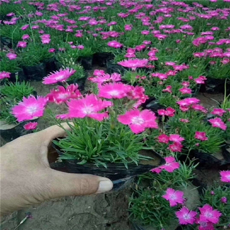 园林绿化草花 青州欧石竹 欧石竹盆苗批发 生产厂家_欢迎咨询