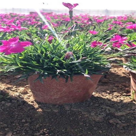 厂家花卉推荐 欧石竹种植基地 欧石竹地栽苗 口碑推荐