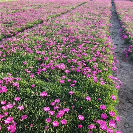 园林绿化草花 欧石竹小苗 欧石竹培育基地 来电咨询