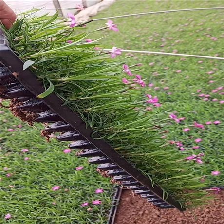 苗圃基地 青州欧石竹 欧石竹培育基地 批发_值得信赖