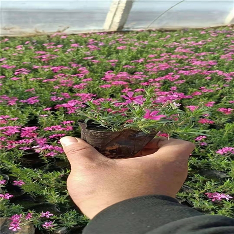 工程草花 欧石竹 欧石竹裸根苗 批发_值得信赖