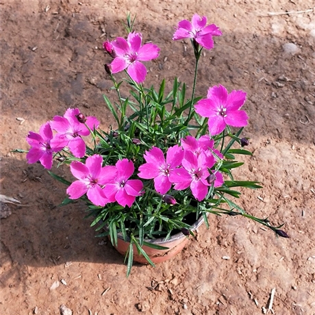 潍坊 欧石竹种苗 欧石竹小苗批发 预留电话及时反馈