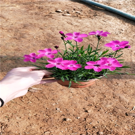 潍坊 欧石竹小苗 欧石竹价格 花期长品相好