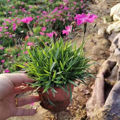 陕西 欧石竹绿化苗 欧石竹基地 批发_值得信赖