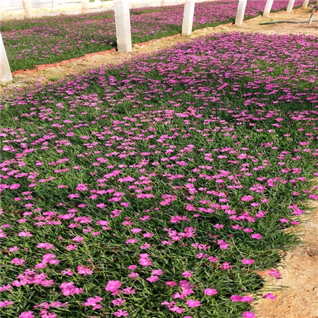 园林绿化草花 欧石竹穴盘苗 欧石竹地栽苗 近期行情