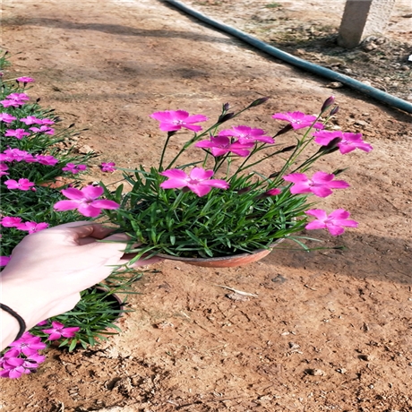 现挖现卖 欧石竹苗 欧石竹价格 花期长品相好
