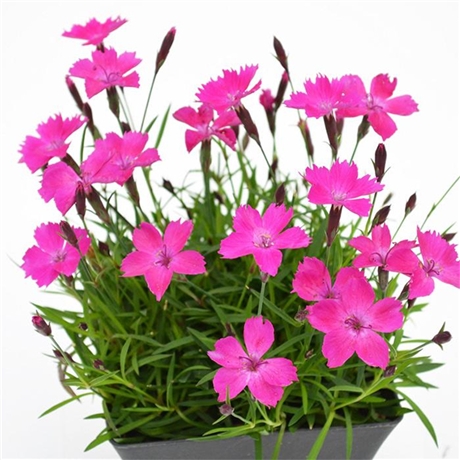 现挖现卖 青州欧石竹 欧石竹地栽苗 口碑推荐