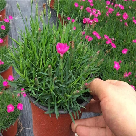 好苗接受预定 欧石竹种植基地 产地出售石竹苗 产品咨询