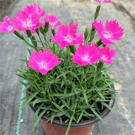 苗圃基地 欧石竹苗 欧石竹种子 常用解决方案