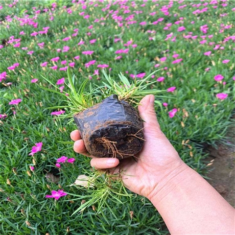 湖南 欧石竹穴盘苗 欧石竹培育基地 预留电话及时反馈