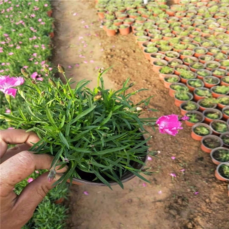 潍坊 青州欧石竹 批发欧石竹苗 花期300天