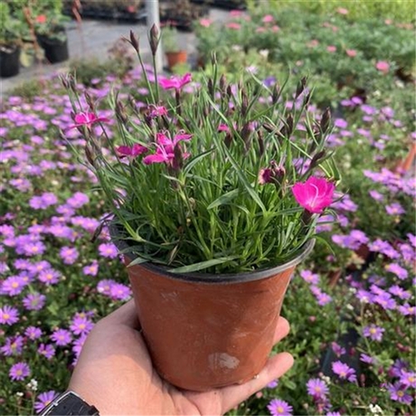 北京 绿化欧石竹 欧石竹好货源 诚信企业推荐