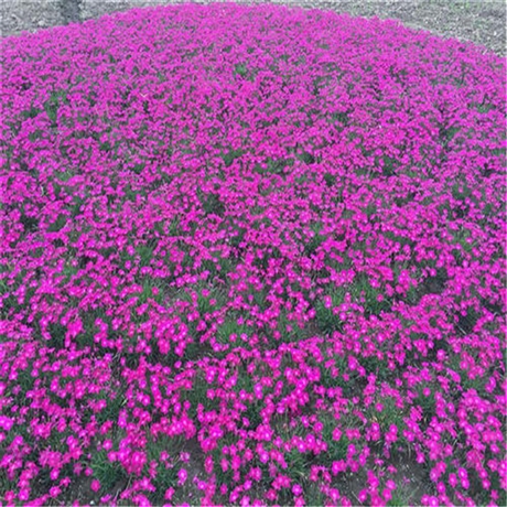 潍坊 山东欧石竹苗 欧石竹厂家供应 产品咨询