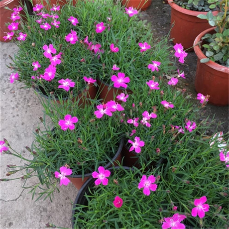 湖南 欧石竹种苗 产地出售石竹苗 可全国配送