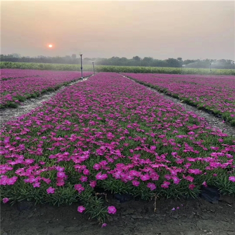 向亮园林 欧石竹小苗 欧石竹种子 本信息长期有效