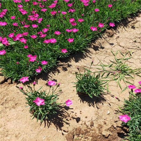 花圃基地 青州欧石竹 欧石竹价格 定金发货