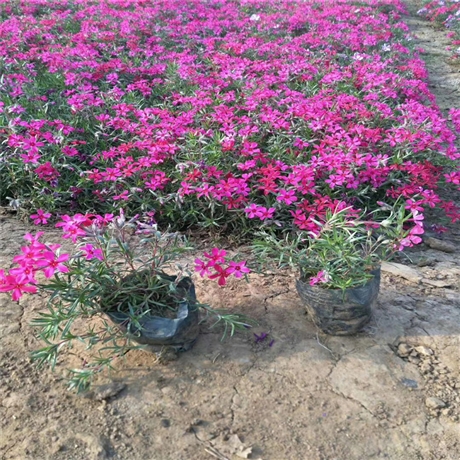 天津 欧石竹小苗 欧石竹厂家供应 来电咨询