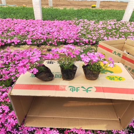 园林绿化草花 欧石竹种植基地 欧石竹小苗批发 产品咨询