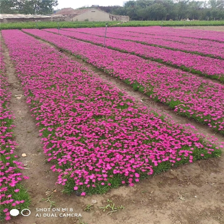 工程草花 欧石竹工程苗 欧石竹价格 诚信企业推荐