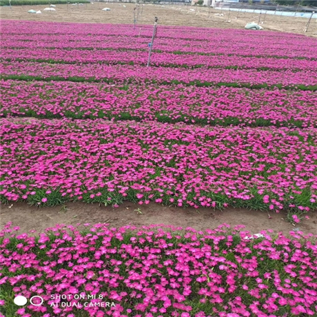 陕西 欧石竹苗 产地出售石竹苗 近期行情