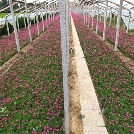 园林基地出货 欧石竹 欧石竹种子 产品咨询