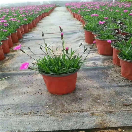 园林绿化草花 欧石竹穴盘苗 欧石竹盆苗批发 生产厂家_欢迎咨询